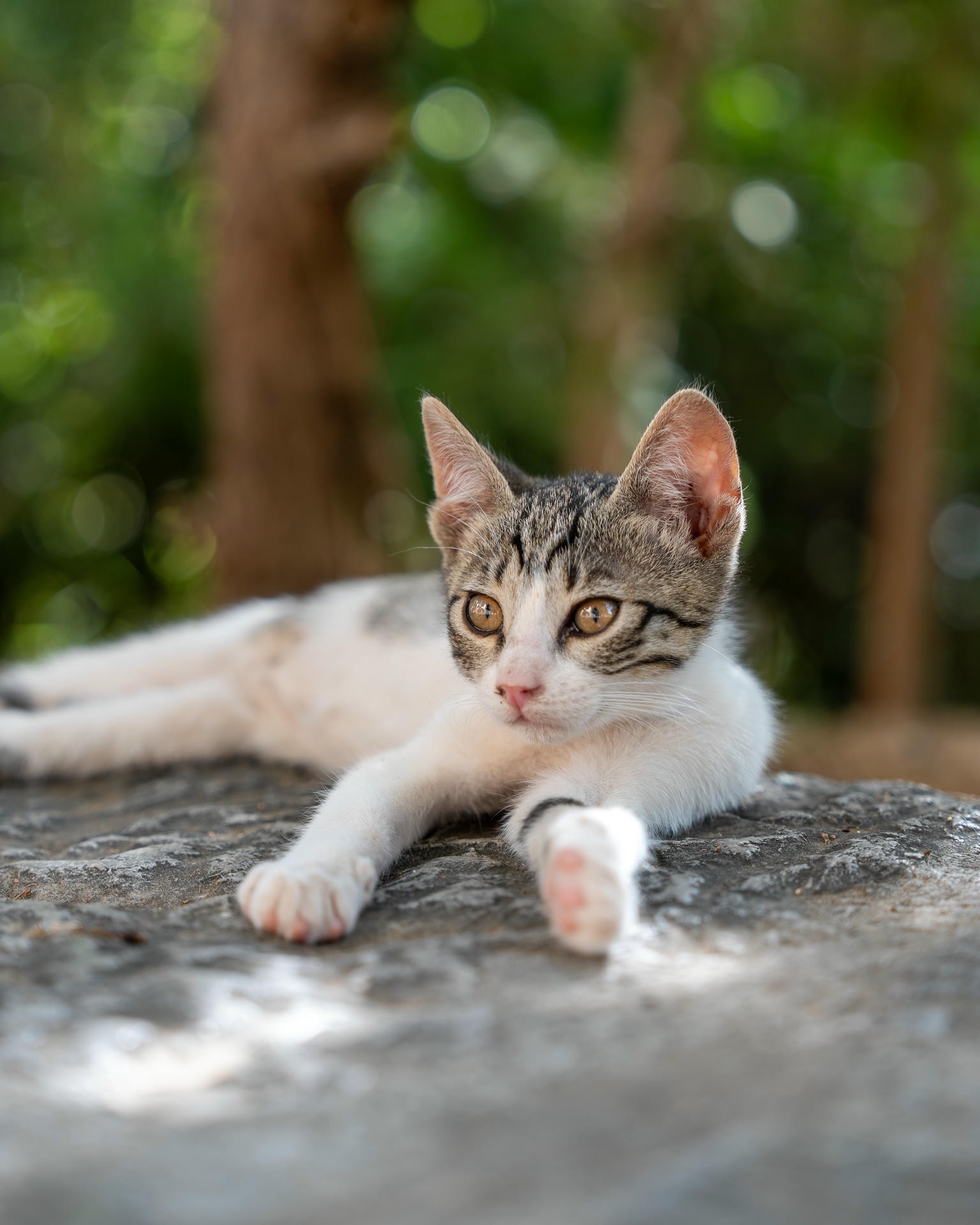 Kitten with a white body and gray/black striped head laying on a piece of pavement. Several trees can be seen in the blurry background.