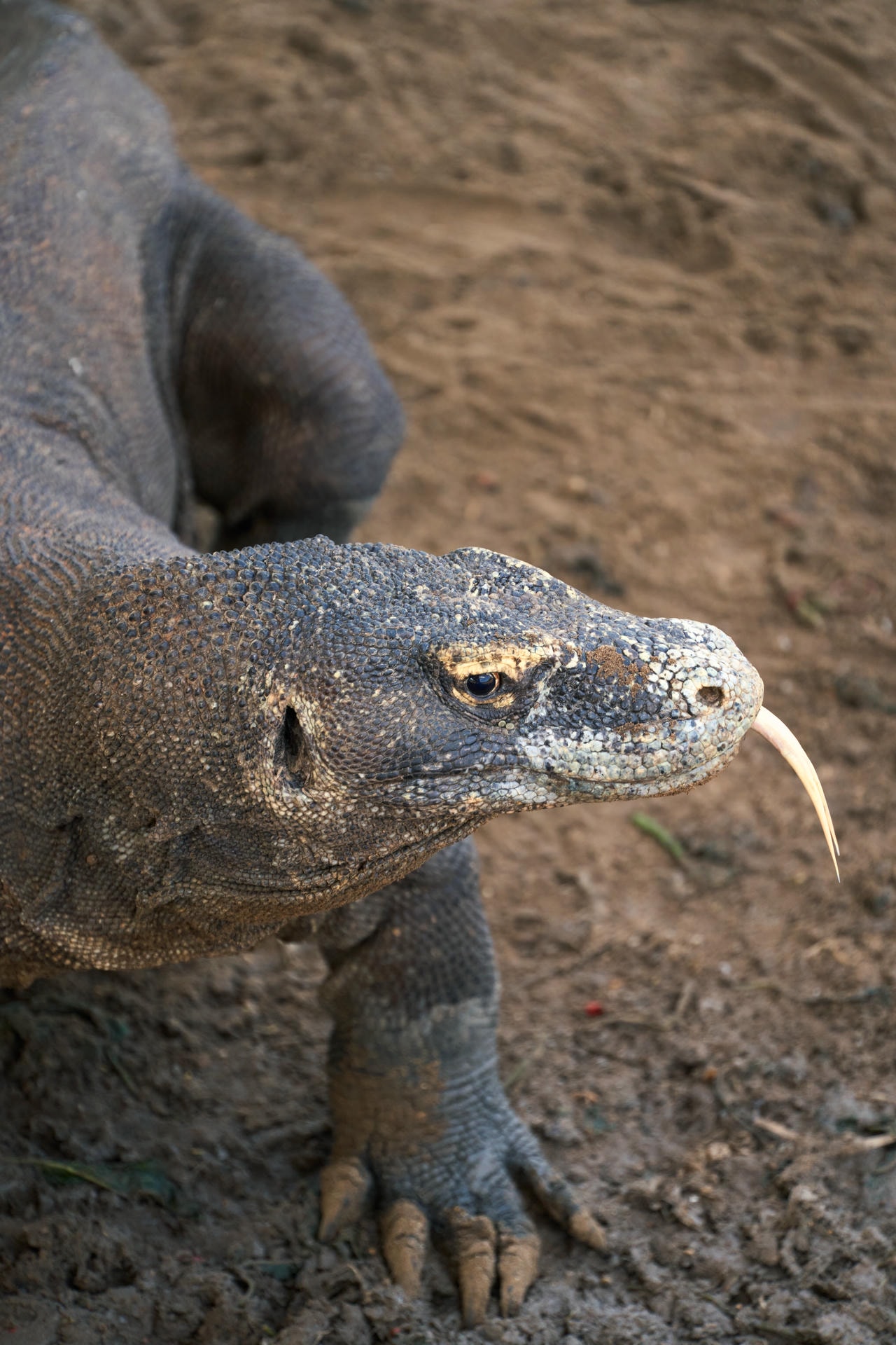 Close-up of a Komodo dragon. His head is turned so you can only see its right eye, which seems to be looking right at the camera. Its tongue is sticking out.
