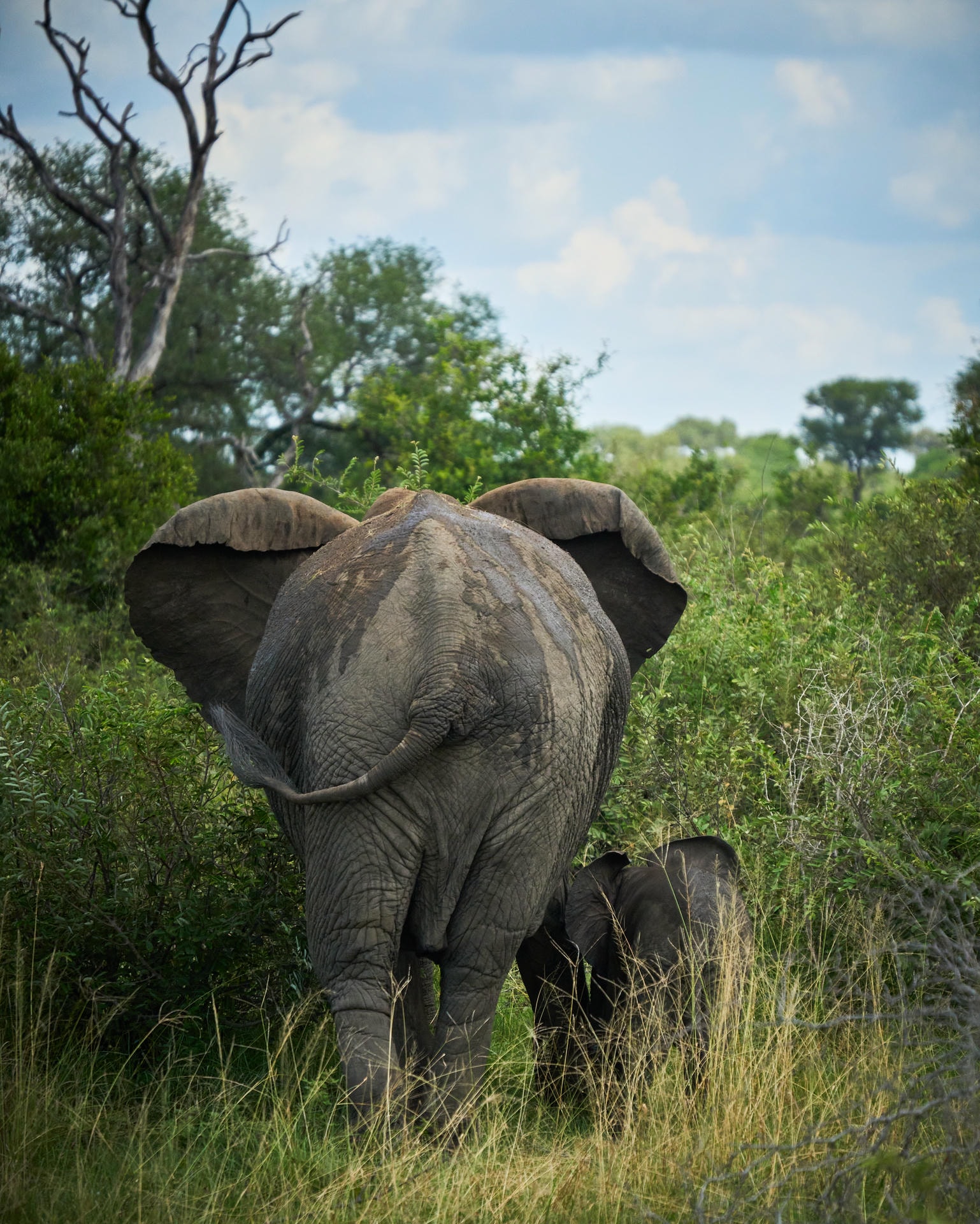 A mother elephant and her young calf side by side, photographed from behind as they travel into the green grass.