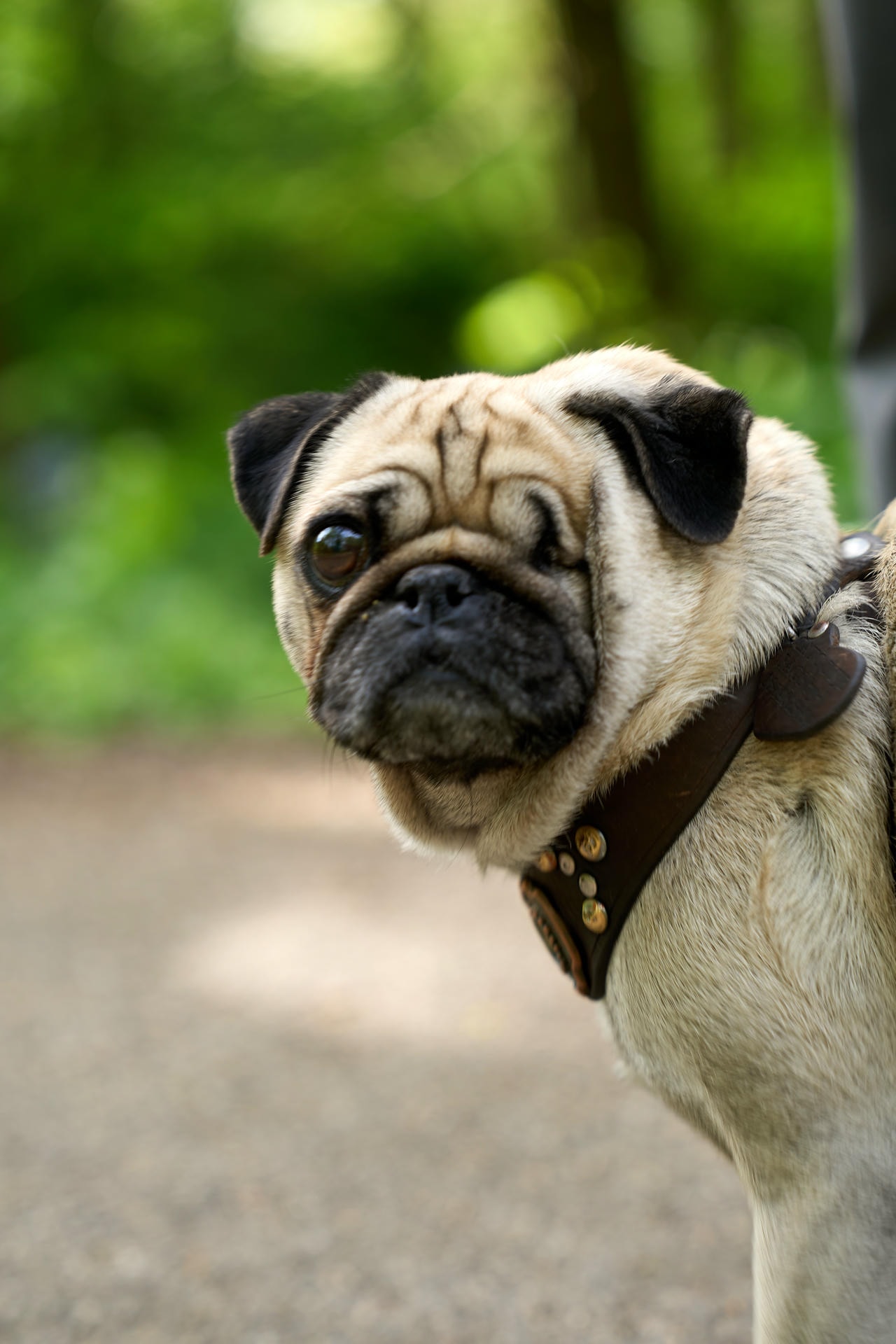 A pug with one eye photographed from the side. They're looking just off to the left of the camera.