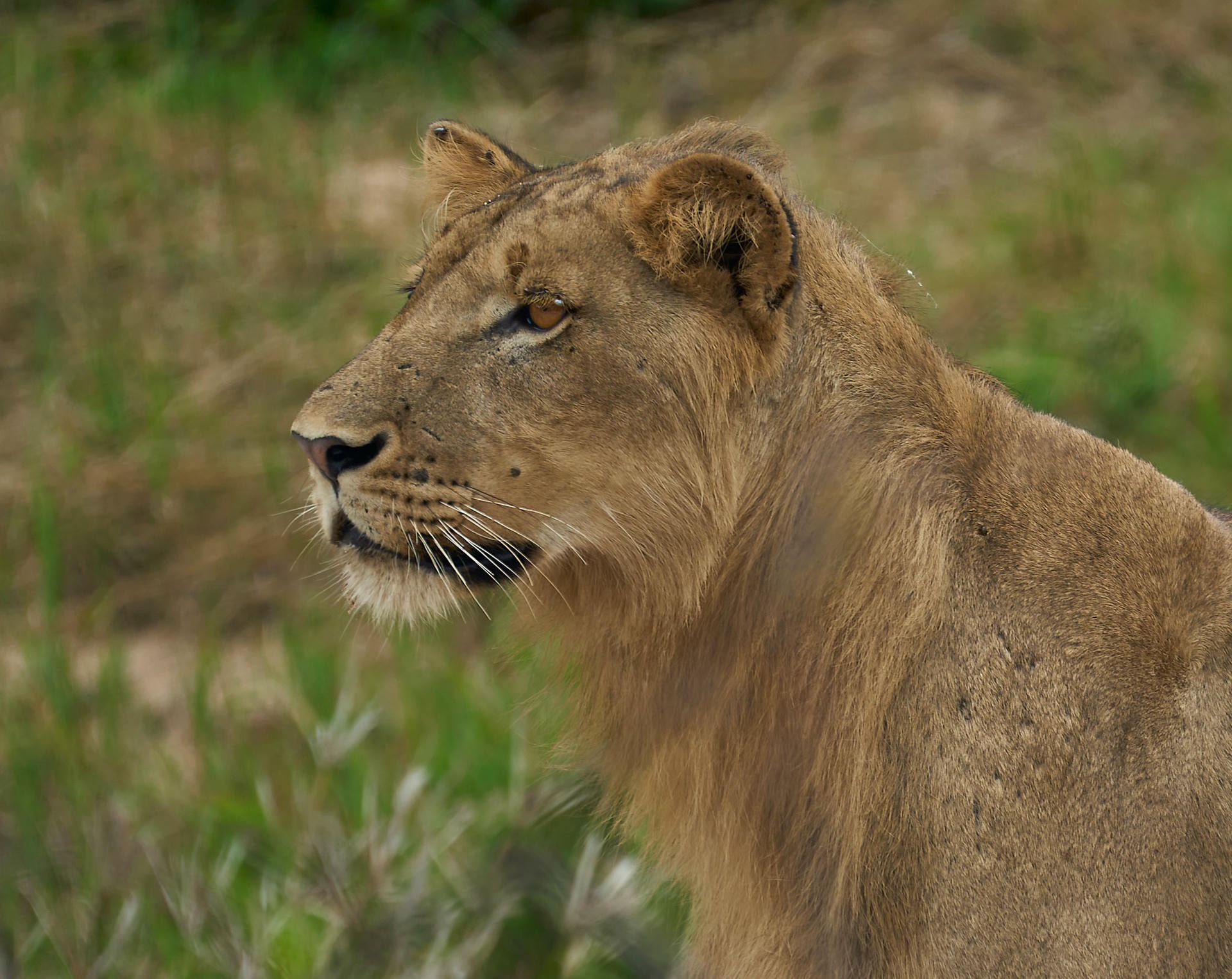A young male lion photographed from the side as he looks off to the left. His manes are just starting to grow in.