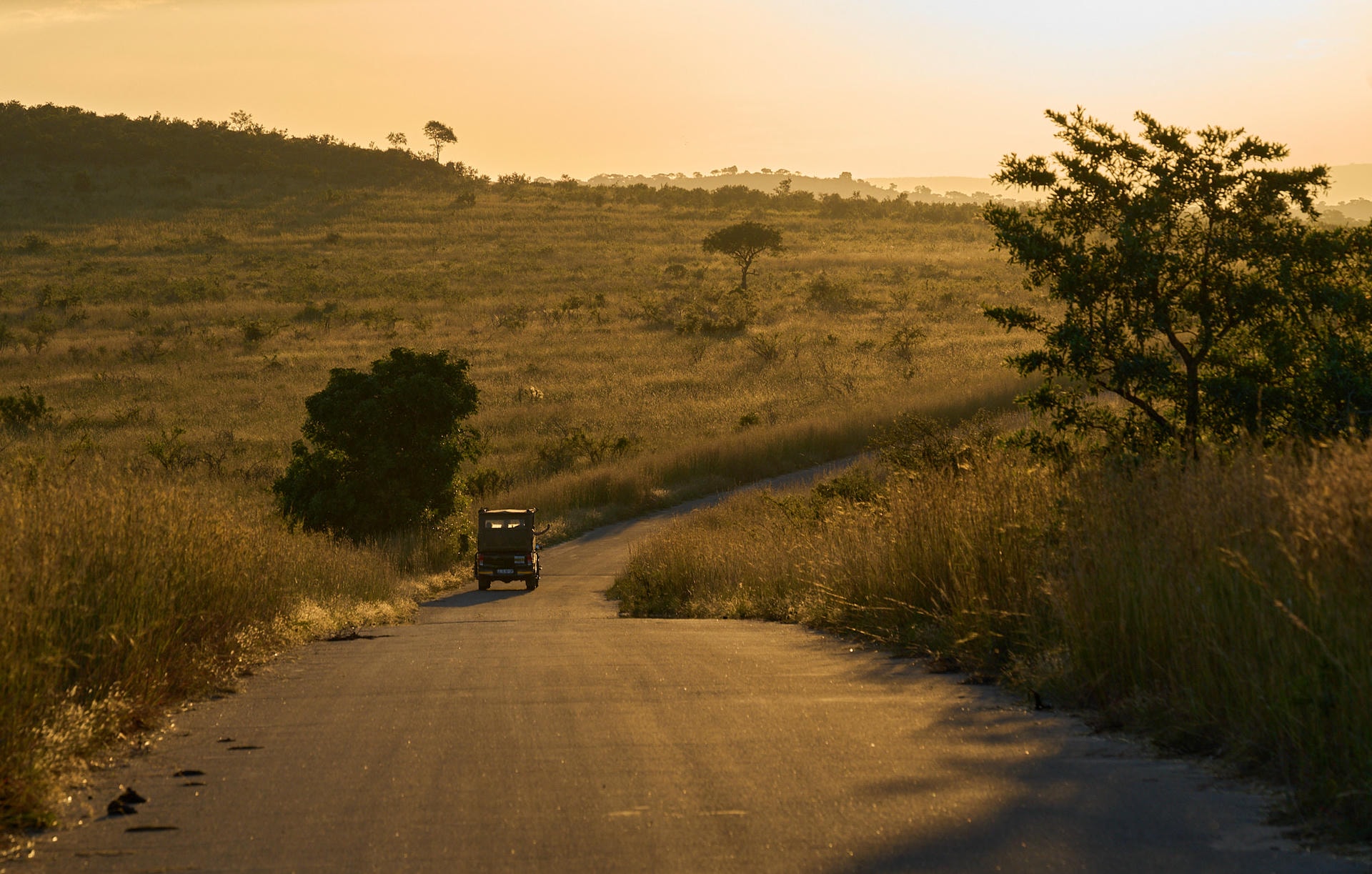 A road featuring a single safari truck during golden hour. A handful of trees is dotted about the hill that the road runs up, silhouetted by the sun in the top right of the photo.