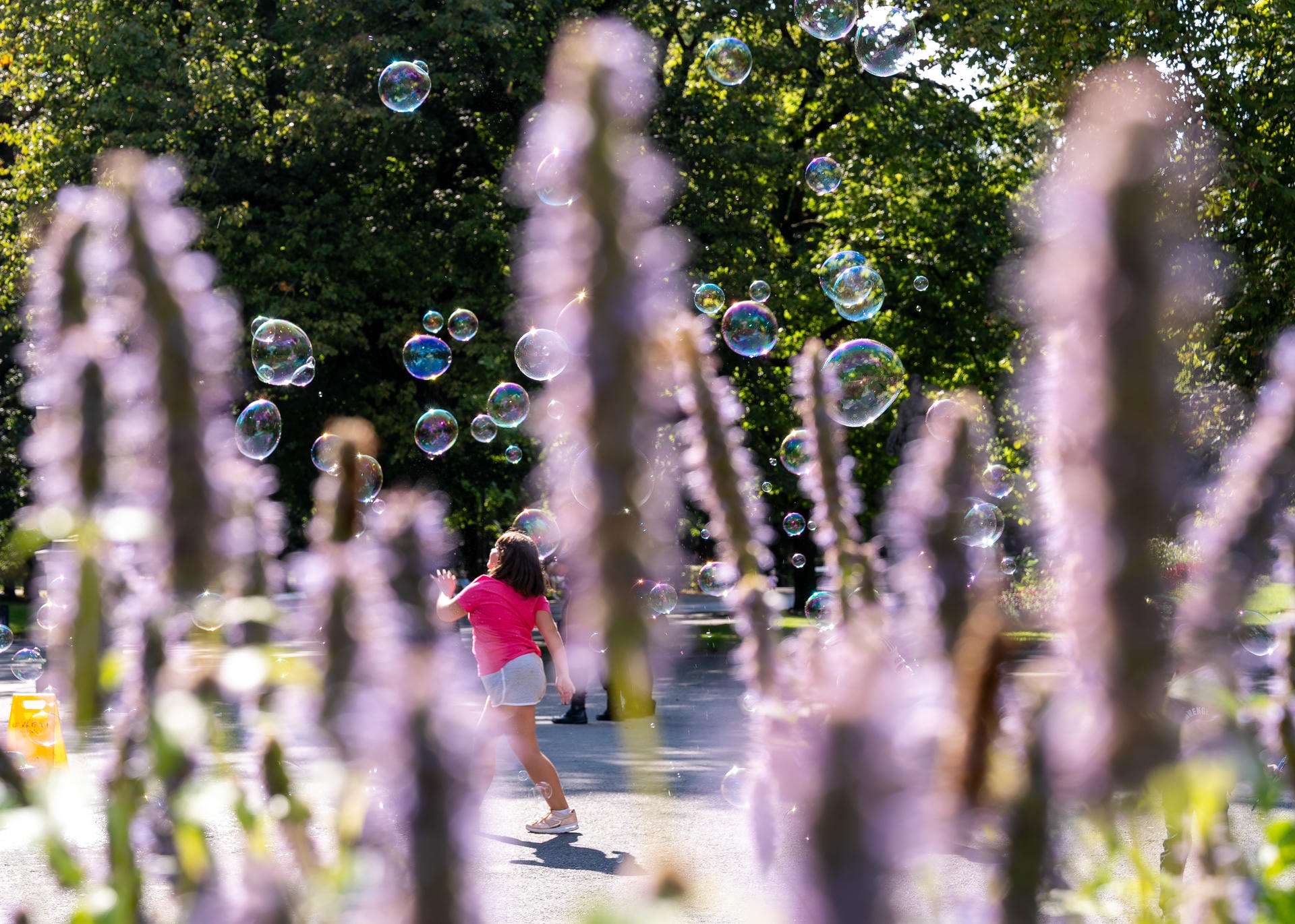 A girl in a bright pink shirt playing with bubbles. The foreground contains blurry lavender stalks obscuring part of the view.