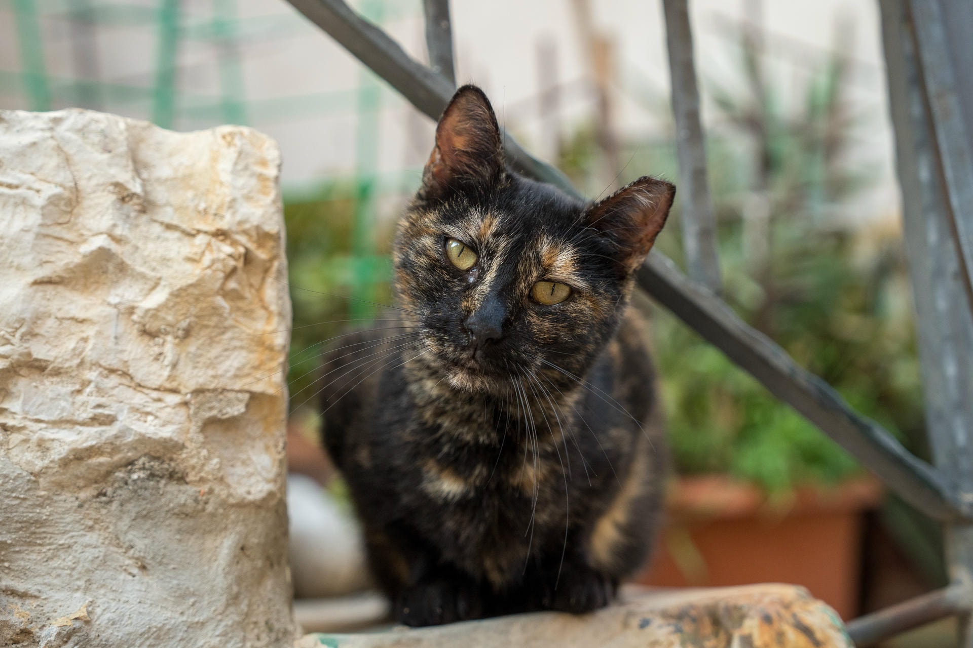 A black and orange spotted cat, staring directly into the camera. His head is tilted slightly to the right.