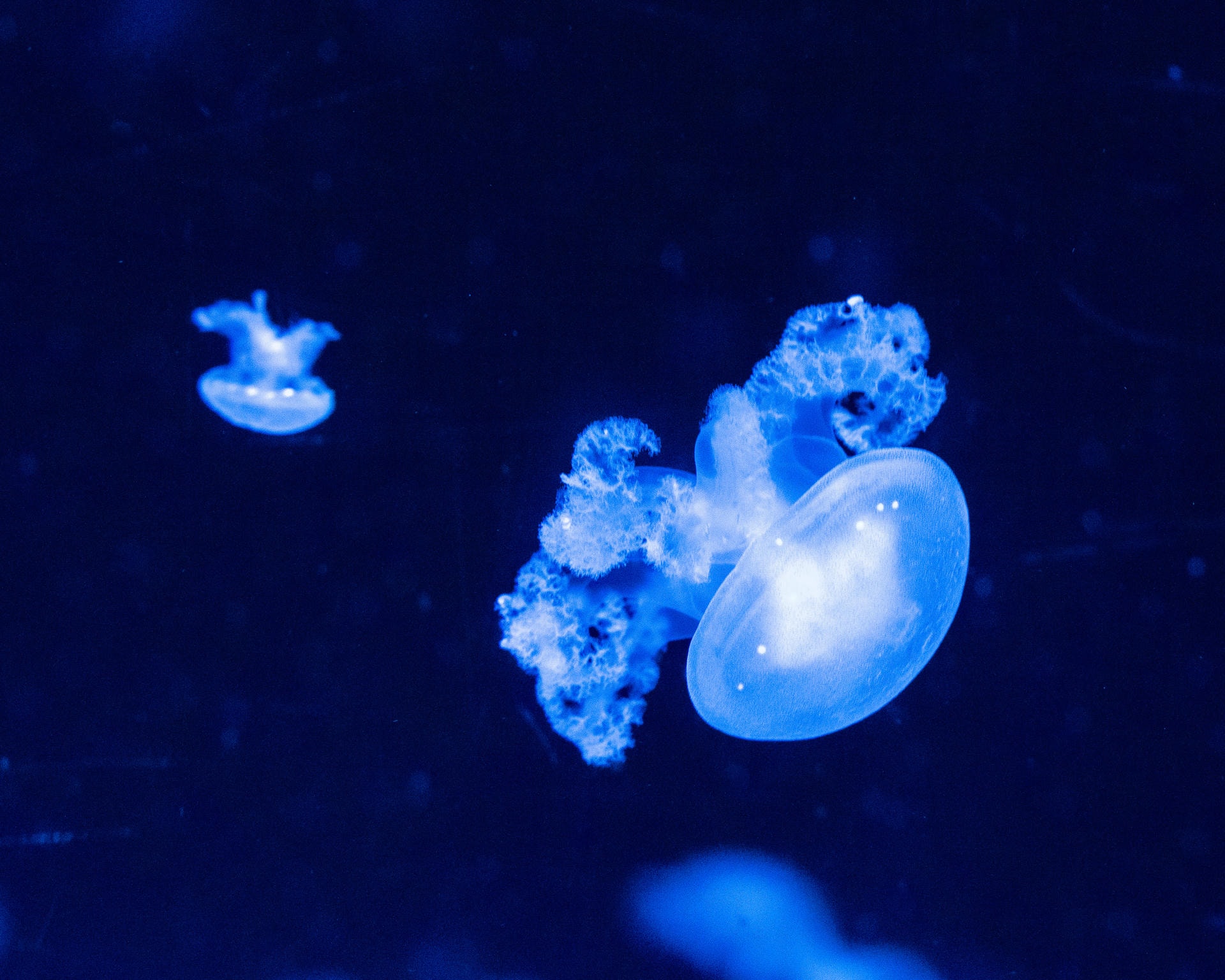 2 small blue luminescent jellyfish floating in a tank.
