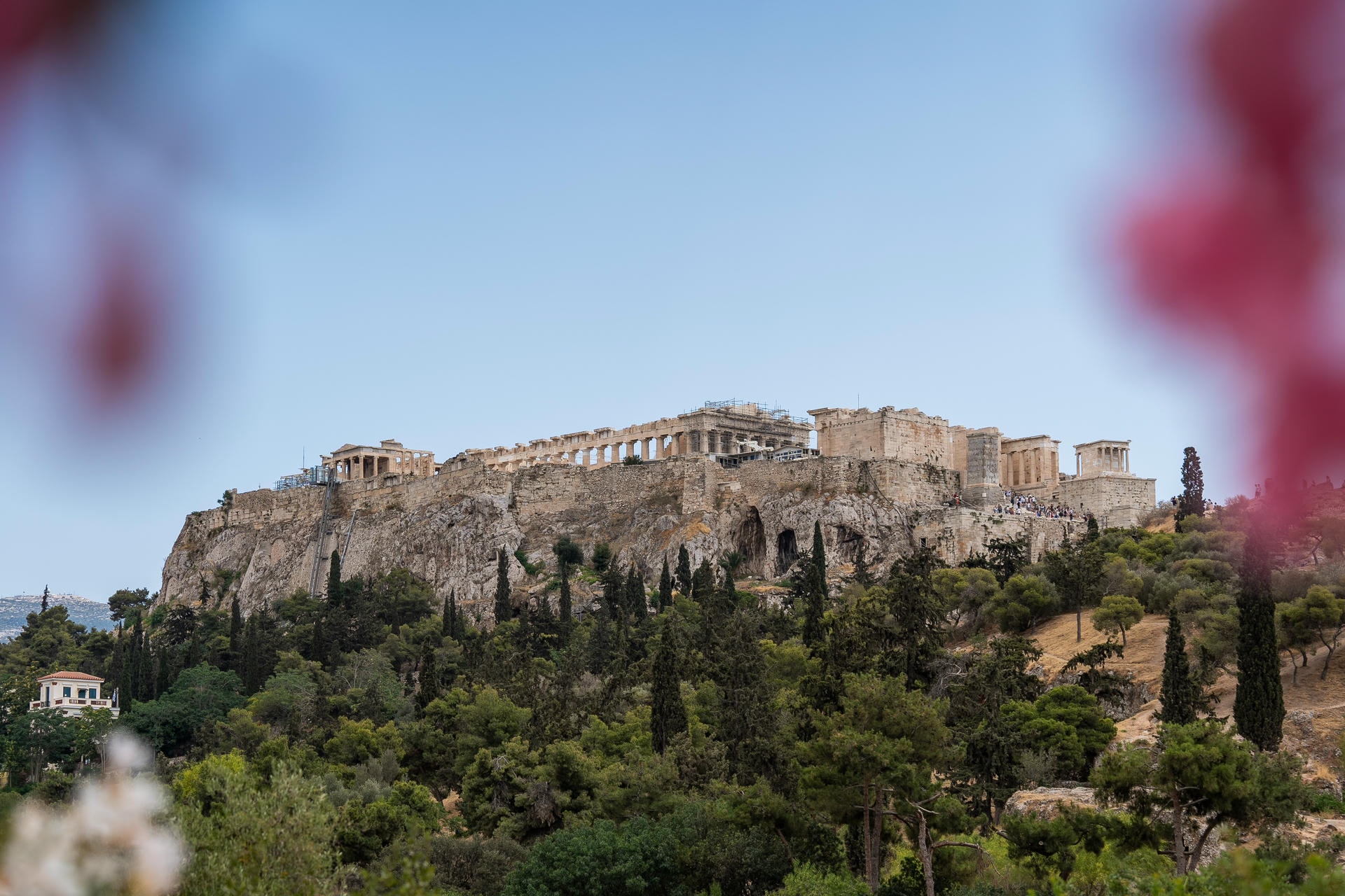 The Acropolis in Athens, Greece photographed from the bottom of the hill. Pink flowers in the top left and right of the picture obscure those parts of the picture.